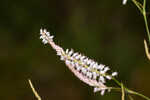 Largeflower jointweed